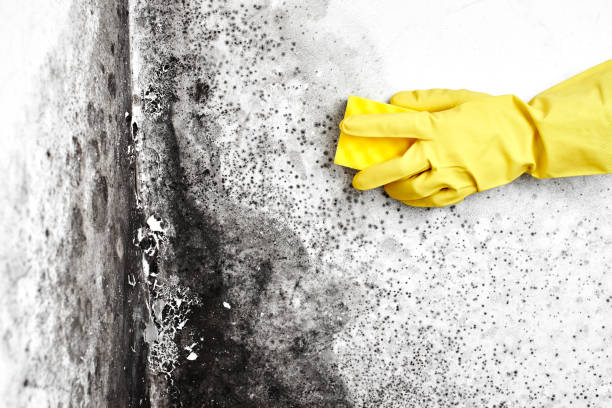 Best DIY Mold Remediation Support Services in Lemmon, SD