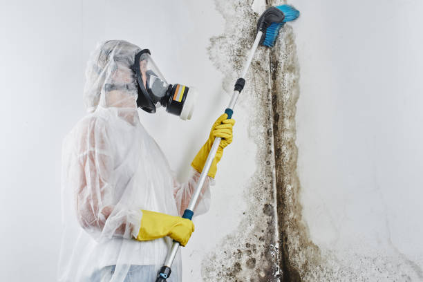 Best Attic Mold Remediation in Lemmon, SD