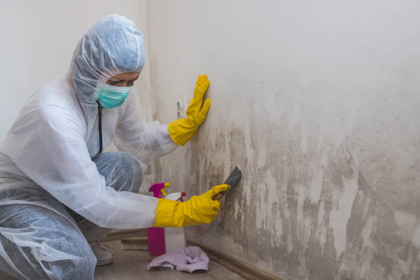 Best Post-Flood Mold Remediation in Lemmon, SD