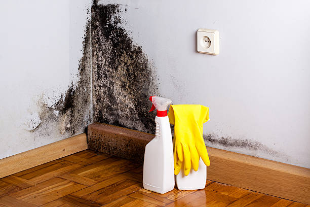 Best Industrial Mold Remediation in Lemmon, SD