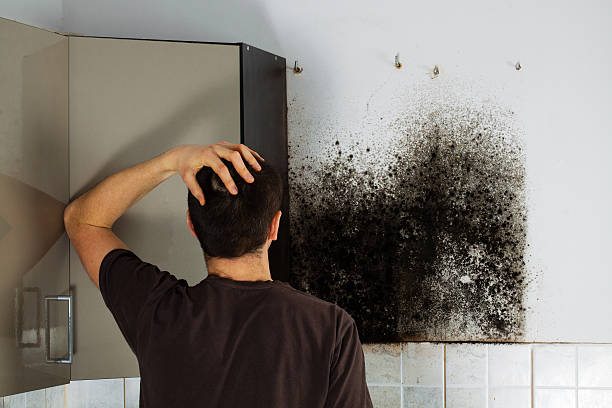 Best Mold Testing and Inspection Services in Lemmon, SD