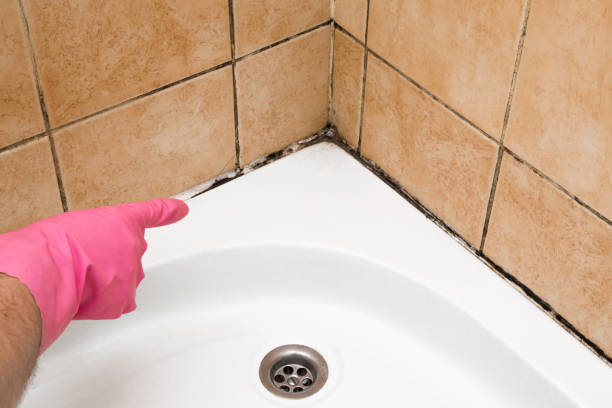 Best Emergency Mold Remediation in Lemmon, SD