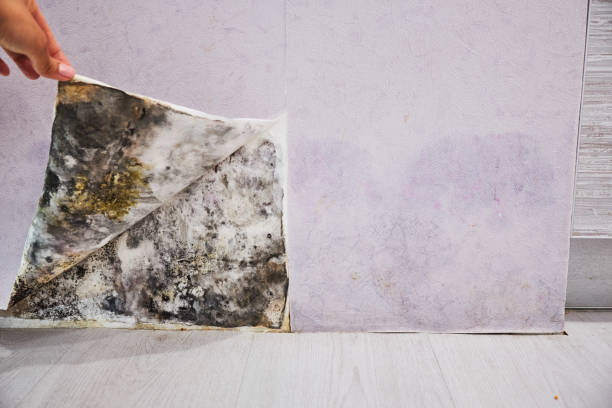 Best Localized Mold Remediation (e.g., coastal areas, humid climates) in Lemmon, SD